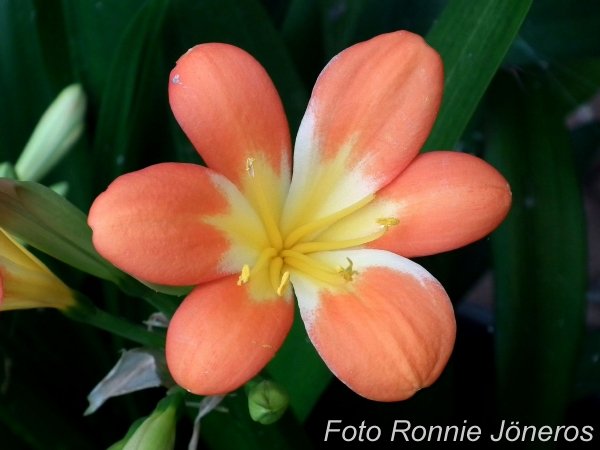 Clivia